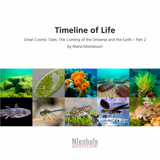 Timeline Of Life - Nienhuis AMI