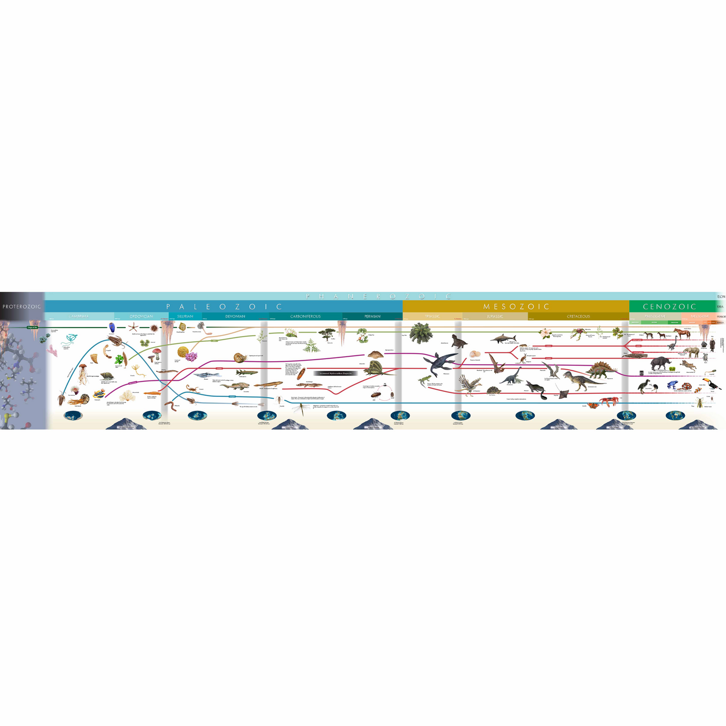 Chronology of life (widescreen) - Nienhuis AMI