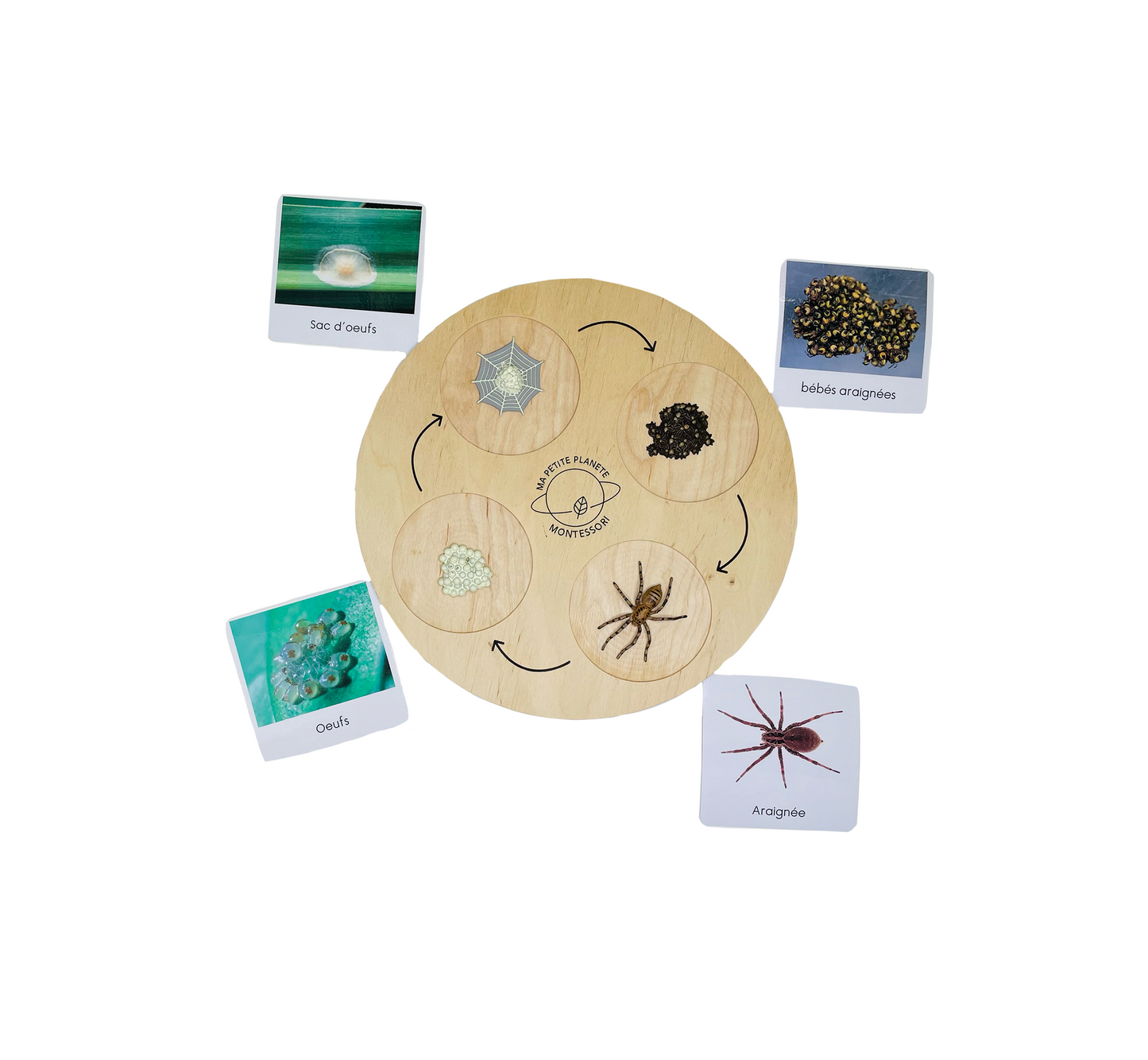 Life cycle of a spider figurine set