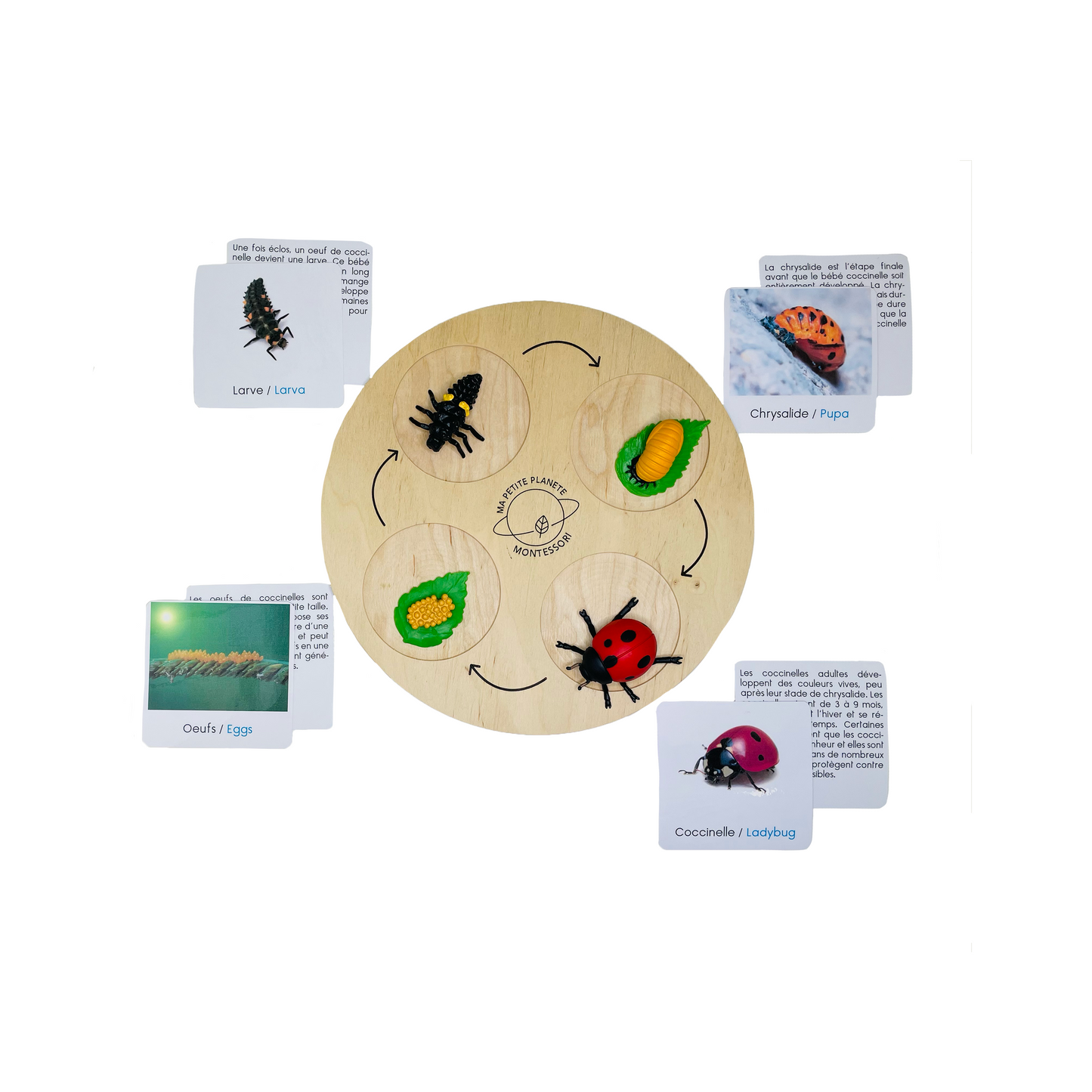 Life cycle of a ladybug figurine set