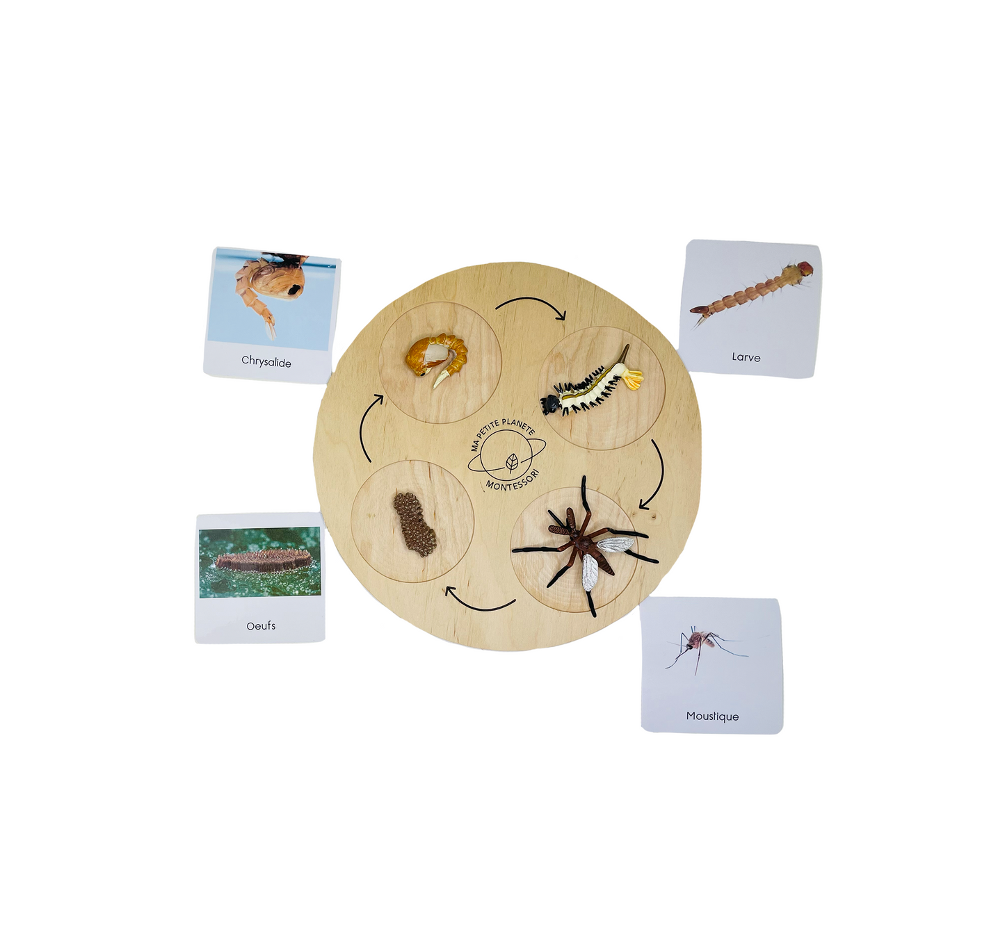 Life cycle of a mosquito figurine set