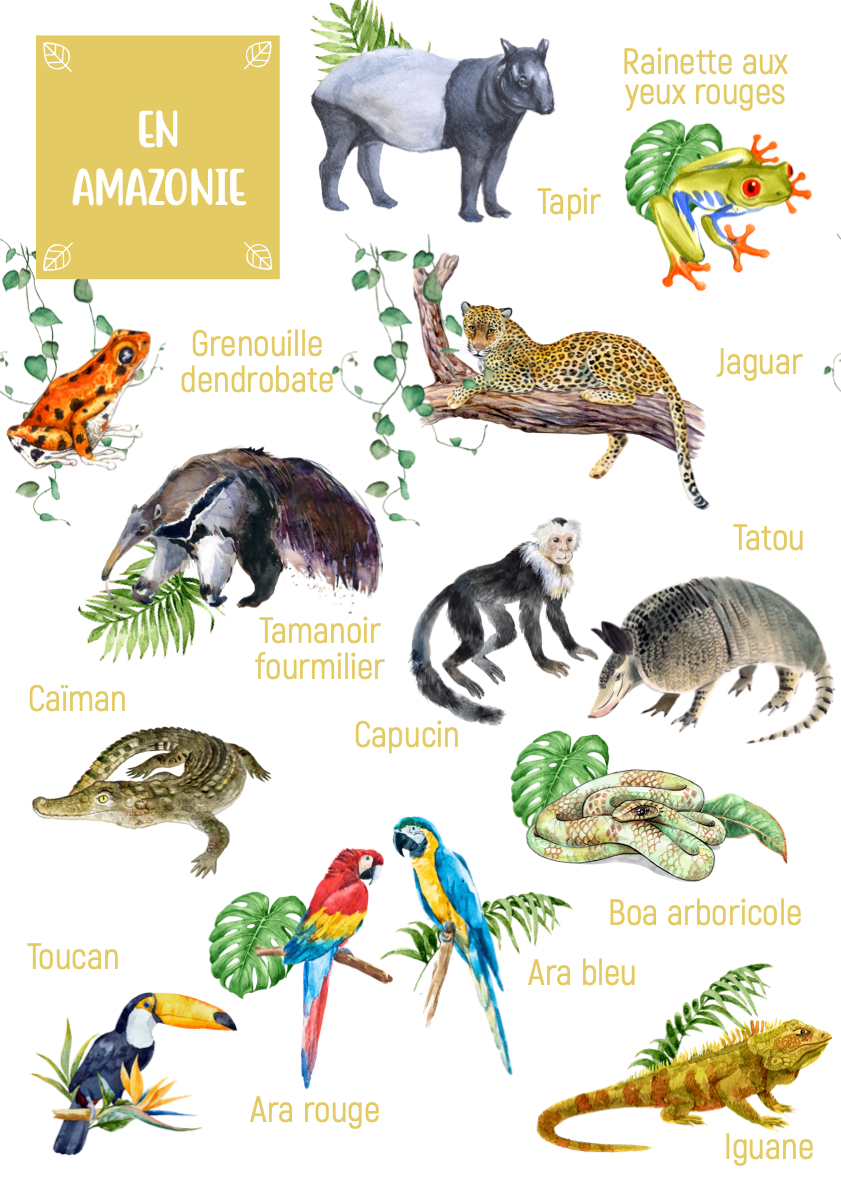 Amazon Animal Posters