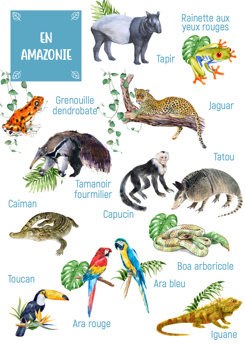 Amazon Animal Posters